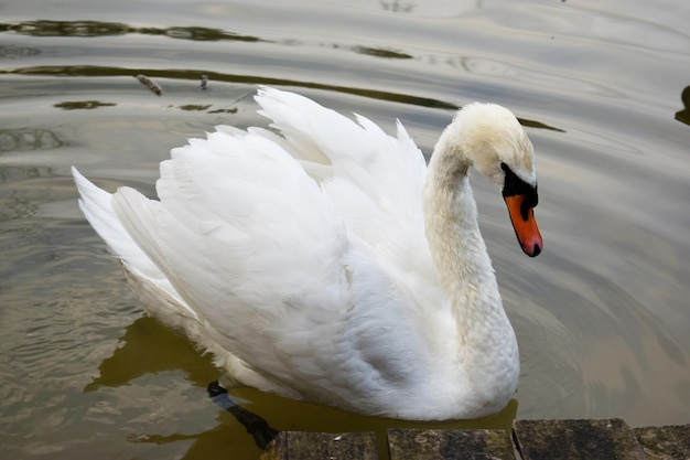 Um cisne branco nada na selva