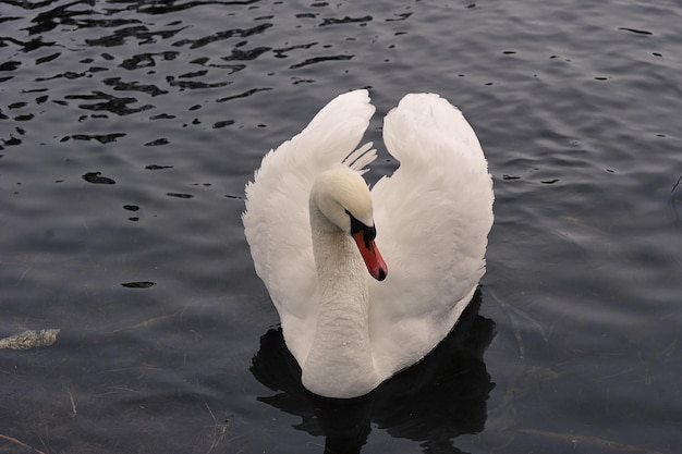 Um cisne branco nada