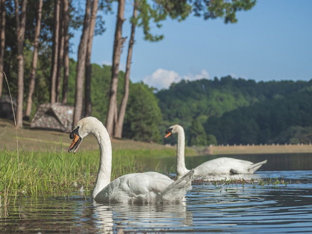 Um cisne branco nadando na água