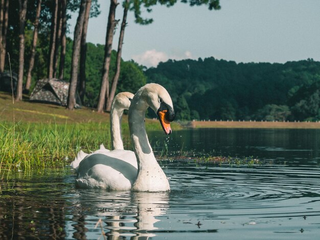 Um cisne branco nadando na água