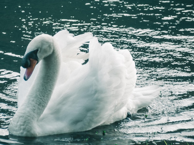 Um cisne branco nadando na água