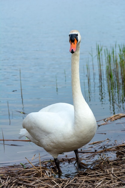 Um cisne branco parado na margem de um lago