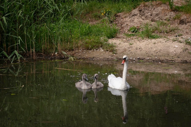 Um cisne com dois cygnets em uma pequena lagoa em um dia de verão Curonian Lagoon Kaliningrado região Rússia