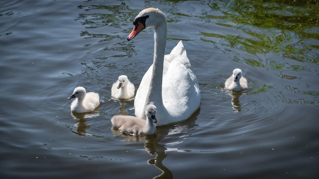 Um, cisne, família, em, a, lagoa, em, amsterdão, a, países baixos