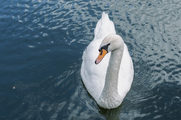 Um cisne flutuando na água azul do lago.