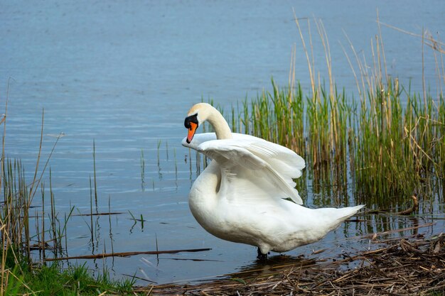 Um cisne mudo branco com asas levantadas dia de primavera