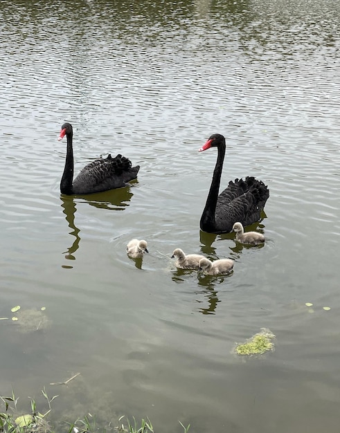 Um cisne negro e seus bebês