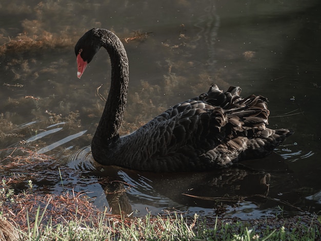 Um cisne negro está nadando na água