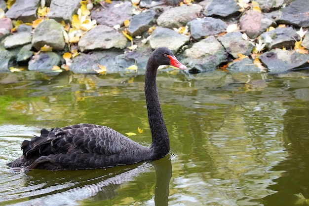 Um cisne negro nada em um lago com uma parede de pedra atrás dele.