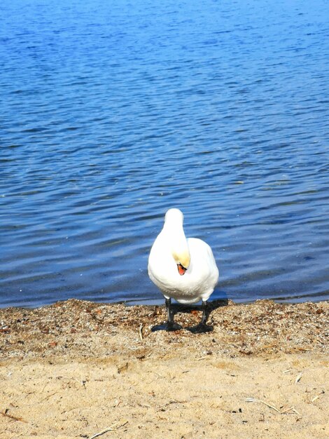 Foto um cisne num lago