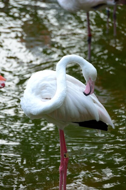 Foto um cisne num lago