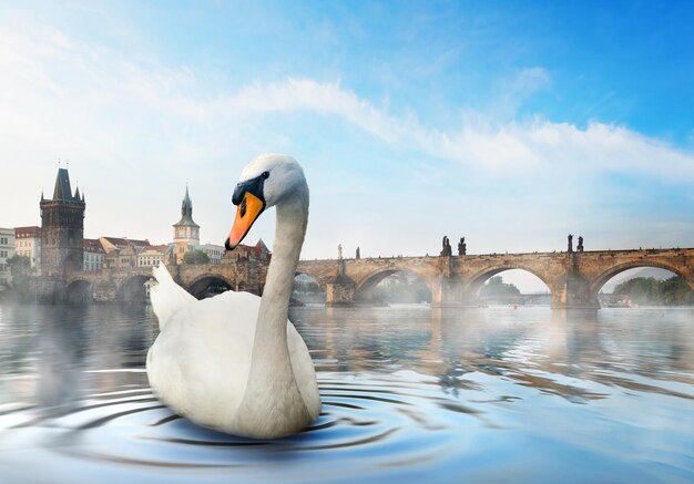 Foto um cisne numa manhã nebulosa