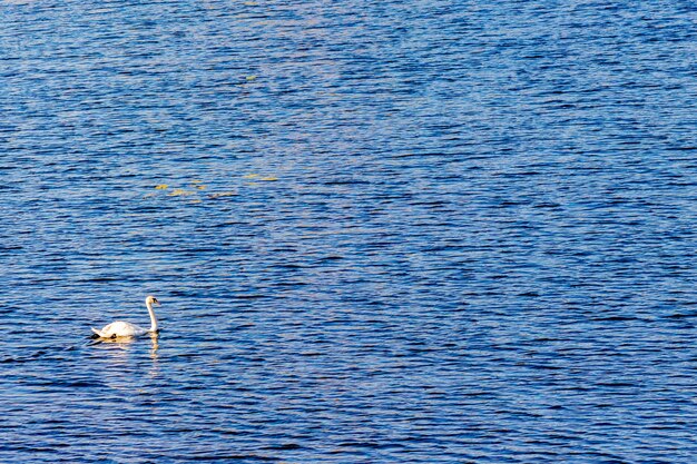 Um cisne solitário em um barco fluvial.