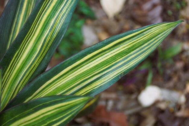 Foto um close da bela folha verde e amarela da tradescantia spathacea vittata