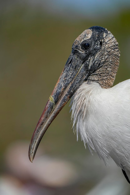 Foto um close da cabeça de um pássaro