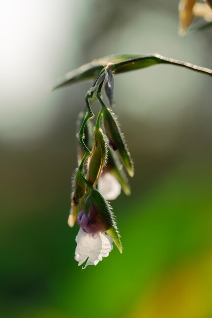 Um close da flor Thalia geniculata