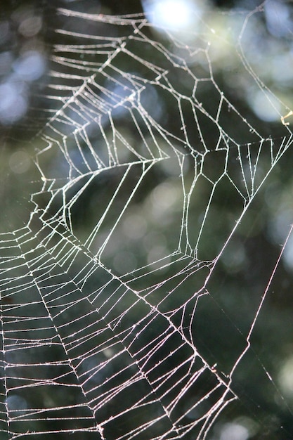 Um close da teia de aranha