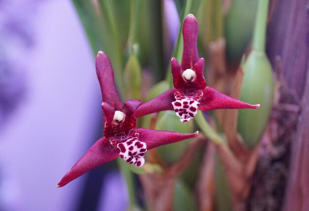 Um close das flores escuras da Maxillaria tenuifolia, também conhecida como orquídea do coco