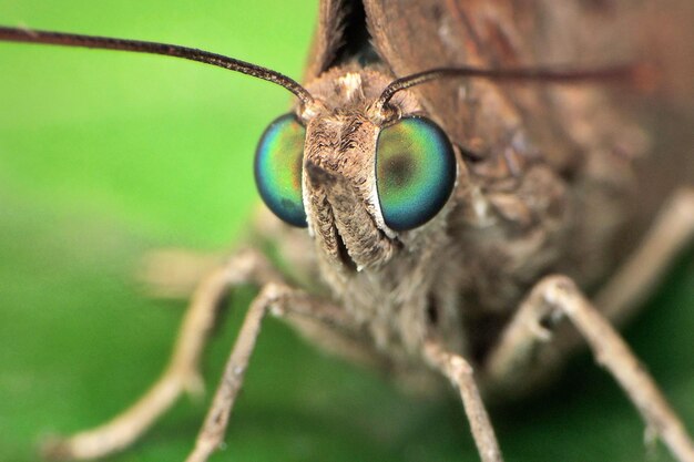 Foto um close de borboleta.