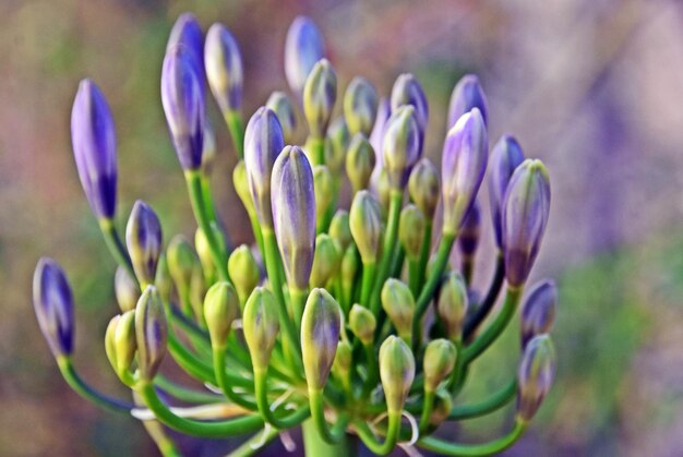 Foto um close de botões de lírio agapanthus