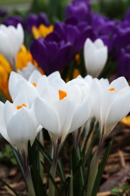 Um close de crocus brancos em um jardim na primavera