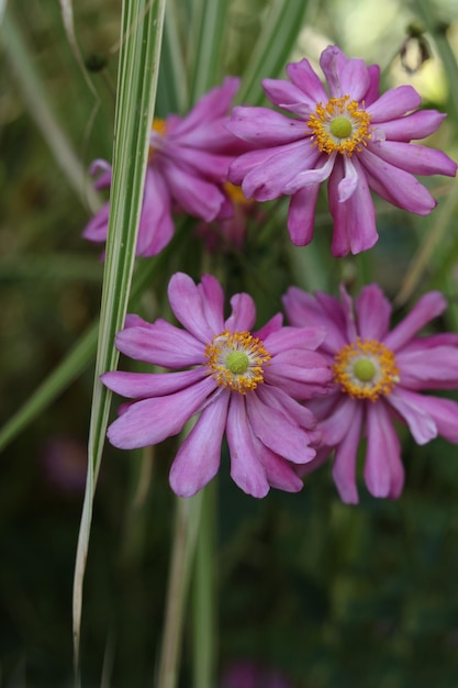 um close de Eriocapitella hupehensis flores de anêmona japonesa no jardim de outono