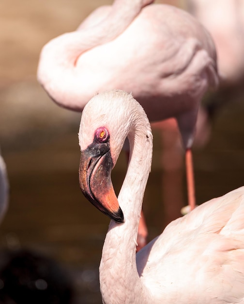 Foto um close de flamingo.