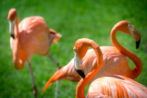 Um close de flamingos na grama