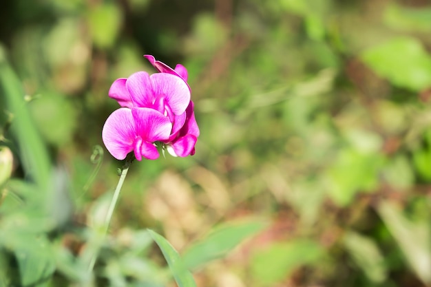 um close de flor de ervilha doce