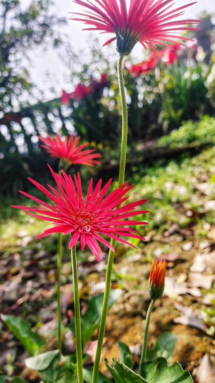 Foto um close de flores cor-de-rosa vibrantes com caules e folhas verdes crescendo em um cenário de jardim as flores estão em foco com um fundo desfocado de vegetação e folhas caídas