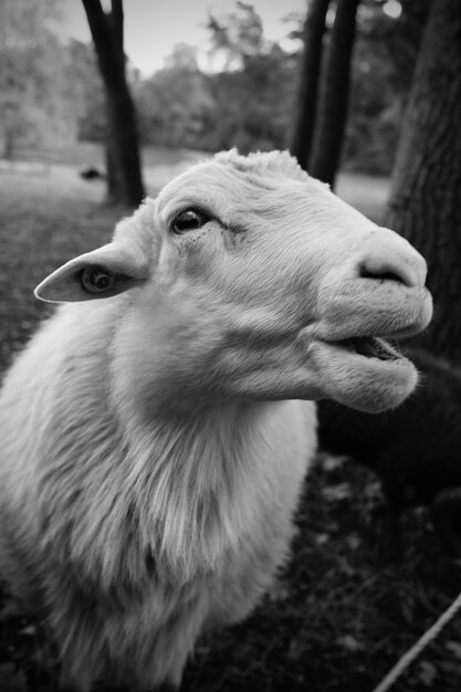 Foto um close de ovelhas na natureza