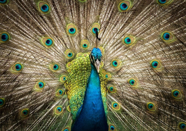 Um close de penas de pavão.
