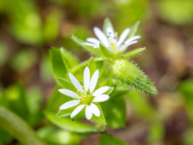 Um close de pequenas e delicadas flores de chickweed comum