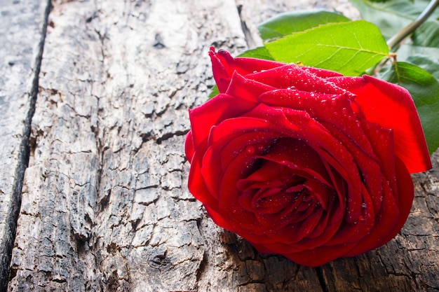 Um close de rosa vermelha em madeira com gotas de água nas pétalas
