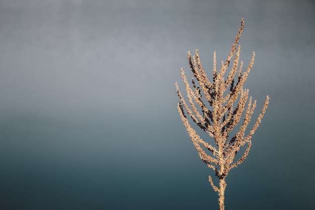 Um close de Rumex confertus seco em campo com fundo desfocado