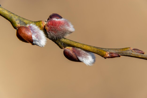 Foto um close de salgueiro em crescimento e floração na primavera