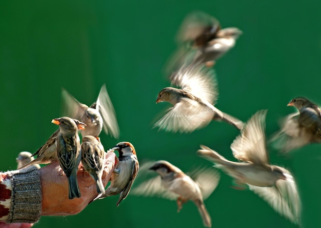 Foto um close de um animal