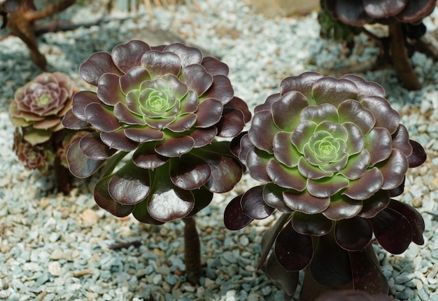 Um close de um belo Aeonium preto Rose uma suculenta de cor escura