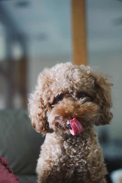 Um close de um cão a tirar a língua.