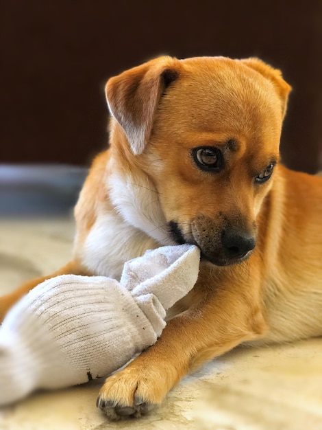 Foto um close de um cão.