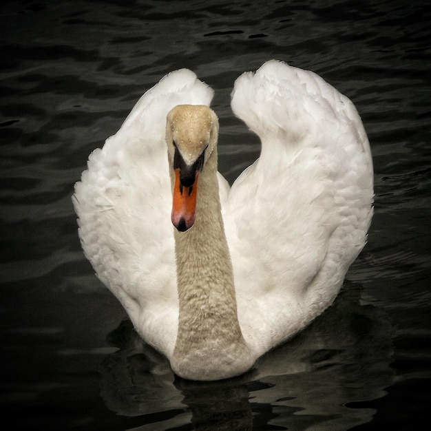 Foto um close de um cisne no lago.