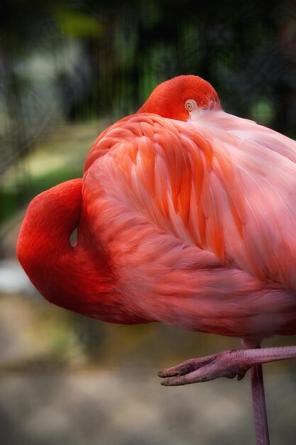 Foto um close de um flamingo