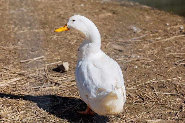 Um close de um ganso branco em uma ecofarm