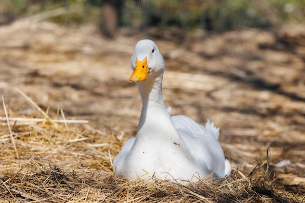 Um close de um ganso branco em uma ecofarm