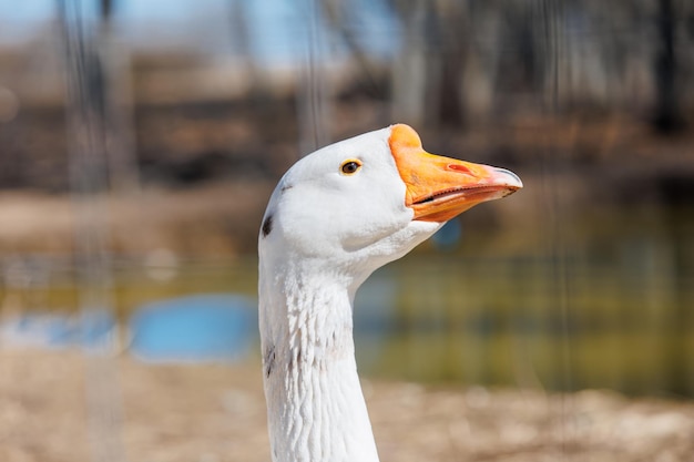 Um close de um ganso branco em uma ecofarm