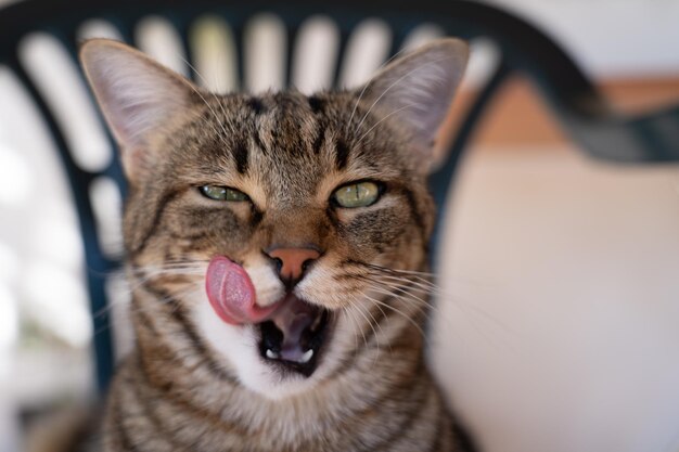 Foto um close de um gato a lamber e a lavar-se.