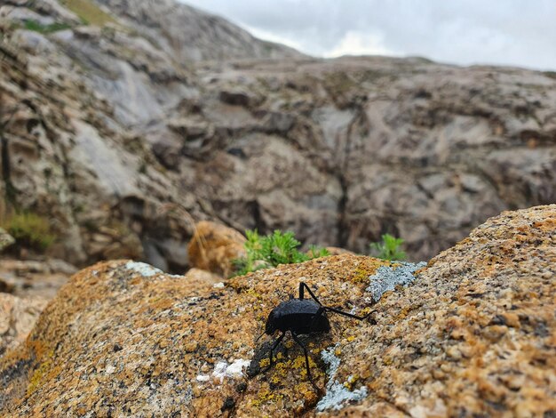 Foto um close de um inseto na rocha