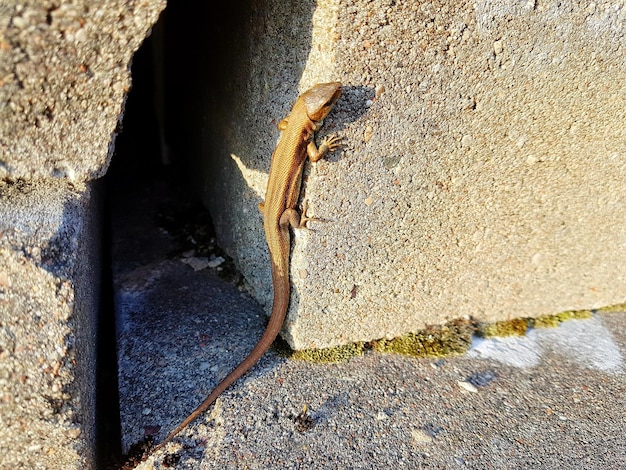 Foto um close de um lagarto na parede