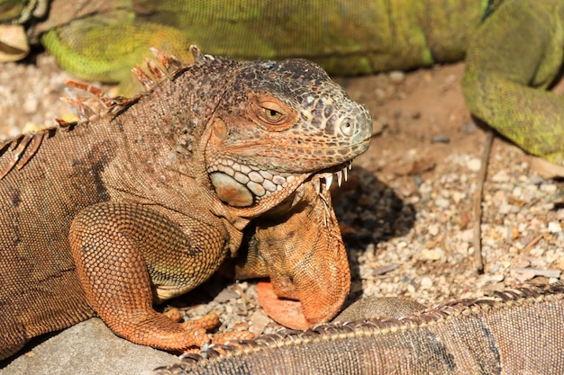 Um close de um lagarto na rocha