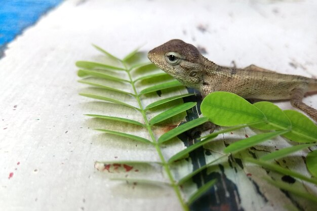 Foto um close de um lagarto